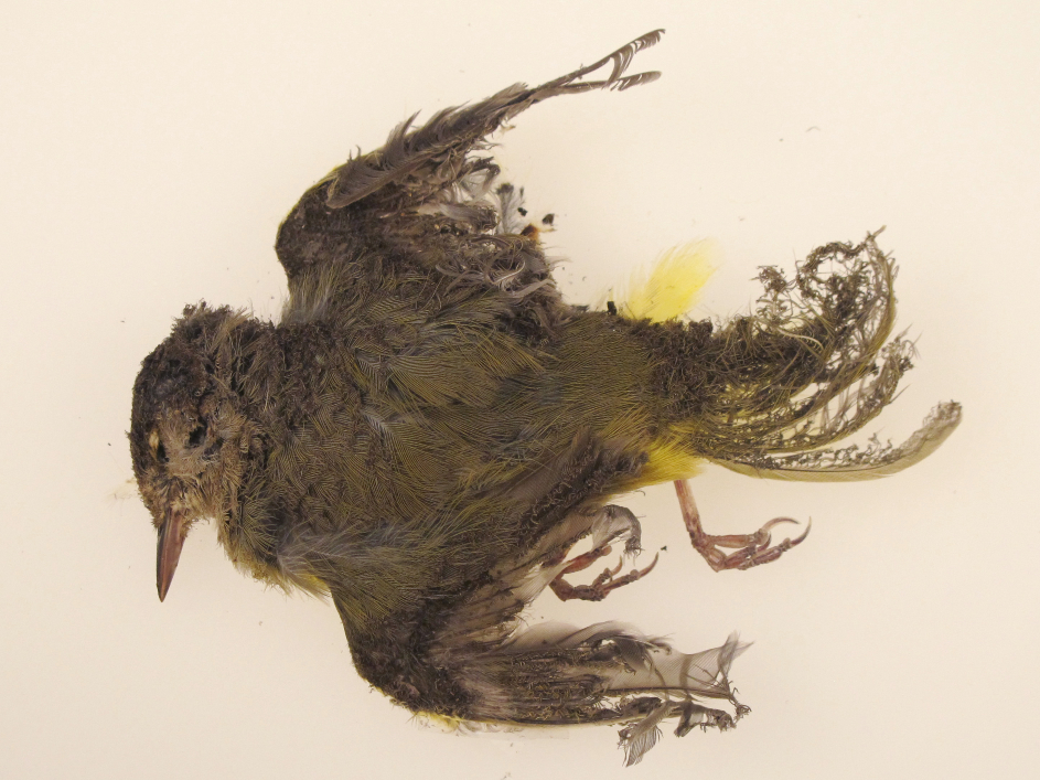 Emerging Solar Plants Scorch Birds In Mid-Air - capradio.org